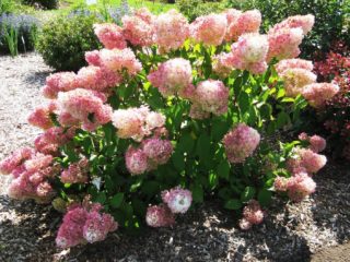 Hydrangea paniculata Magical Sweet Summer: description, photos and reviews