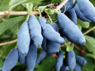 Honeysuckle berries are bitter: what does it mean, can you eat it, how to remove the bitterness