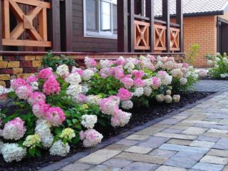 Hydrangea paniculata Magical Fire: planting and care, photos, reviews