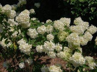 Hydrangea paniculata Silver Dollar: popis, fotografie a recenzie