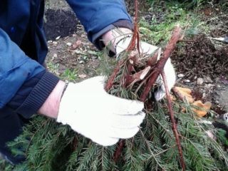 How to propagate honeysuckle from a bush: in summer, spring and autumn