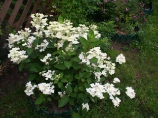 Hydrangea paniculata Early Sensation: planting and care, photos, reviews