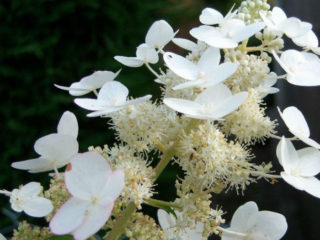 Hydrangea paniculata Levana: výsadba a starostlivosť, rozmnožovanie, recenzie