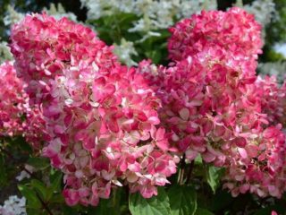 Hydrangea paniculata Pink Diamond: description and photos, reviews