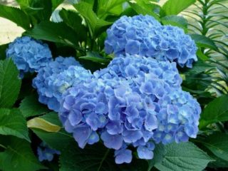 Хортензия Early Blue (Early Blue): засаждане и грижи, резитба, прегледи