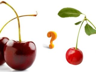 Kersen en zoete kersen: verschillen, wat is beter om te planten, foto