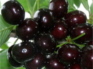 Cherry (duk, VCHG, cherry cherry) Nochka: popis odrody, fotografie, recenzie, opeľovače, mrazuvzdornosť
