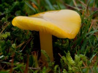 Hygrocybe cloro oscuro (Hygrocybe amarillo-verde): descripción y foto