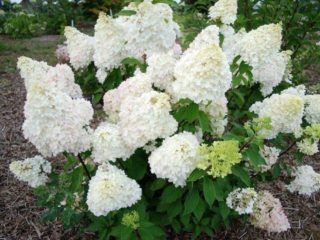 Hydrangea paniculata Great Star: výsadba a starostlivosť, prerezávanie, fotografie, recenzie