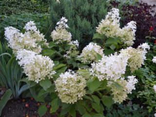 Hydrangea Dolly: description and photo, planting, care, reviews