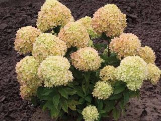 Hydrangea paniculata Little Lime: planting and care, propagation, photos and videos
