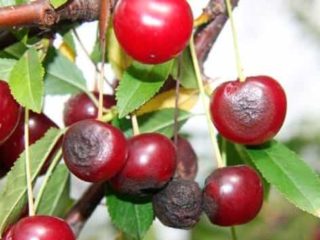 Why do cherry berries dry: on the tree, on the branches, after ripening
