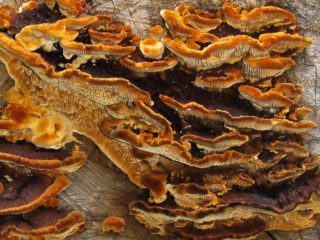 سياج Gleophyllum (فطر Tinder): الصورة والوصف