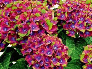 Hydrangea Schloss Wackerbart: reviews, planting and care, photos