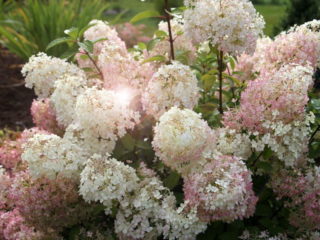 Hydrangea paniculata Bobo: photo, description, planting and care, reviews