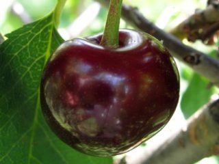 Cherry Brunette: popis odrody, fotografie, recenzie, opeľovače