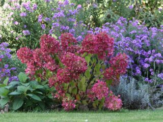 Hydrangea paniculata Diamond Rouge: description, pruning, photos and reviews