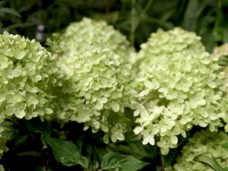 Hydrangea paniculata Diamantino: variety description, propagation, photo