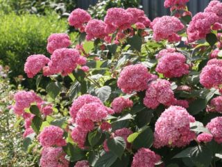 Tree hydrangea Pink Annabelle: description, planting and care, reviews