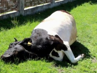 ¿Por qué la vaca no bebe agua y se niega a comer?