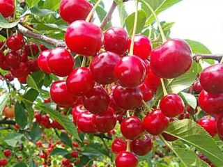Cherry Zherdevskaya krása: popis odrody + recenzie, opeľovače