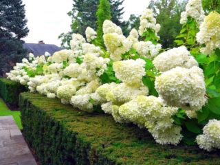 Hydrangea Magical Mont Blanc: recenzie, výsadba a starostlivosť