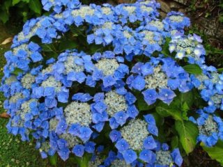 Hydrangea Blaumeis: popis, výsadba a starostlivosť, recenzie