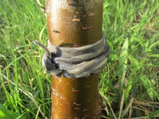 How and how to get rid of ants on cherries: ways and methods of control