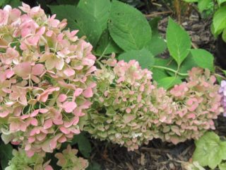 Hydrangea paniculata Pastel Green: photos, description, reviews and video