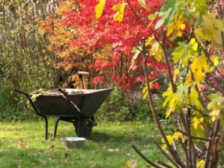Gardener's lunar calendar for October 2023