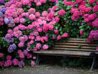 Hydrangea paniculata Pinky Winky: popis, veľkosti, recenzie a fotografie