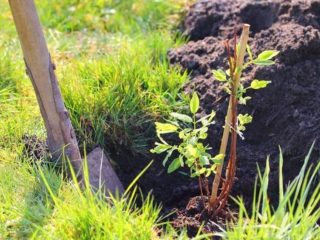 Planting Honeysuckle in the Fall: A Step-by-Step Guide