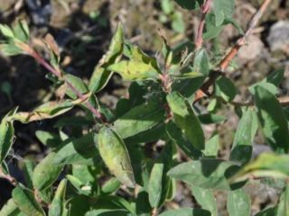 Honeysuckle diseases and their treatment: photos with descriptions, methods of control