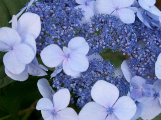 Hydrangea Eternal Summer: описание, засаждане и грижи, зимна издръжливост, прегледи