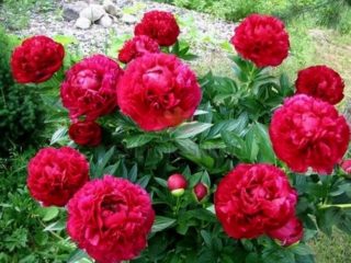 Peony Henry Bockstoce (Henry Boxtos)