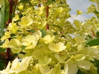 Hydrangea Candelight: وصف الصنف، التكاثر، الصورة