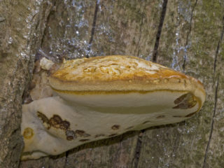 Piptoporus oak (Oak polypore): foto dan penerangan