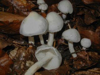 Hygrophor alb-gălbui: comestibilitate, descriere și fotografie