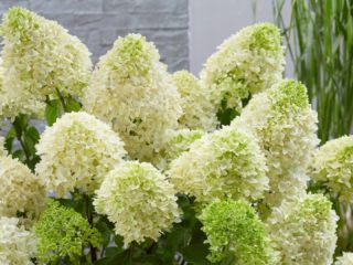 Hydrangea Skyfall: popis, výsadba a starostlivosť, foto