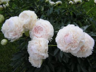 Peony Solange: photo and description, reviews