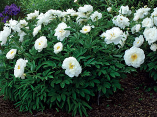 Peony Miss America: photos and description, reviews
