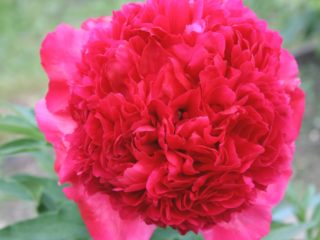 Peony Command Performance: photo and description, reviews
