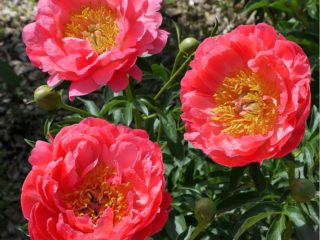 Peony Coral Sunset: photos and description, reviews