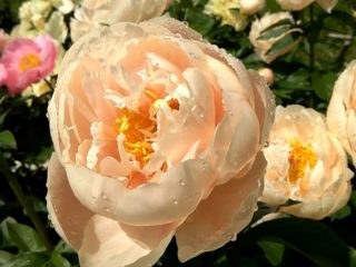 Peony Pastel Elegance: photo and description, reviews