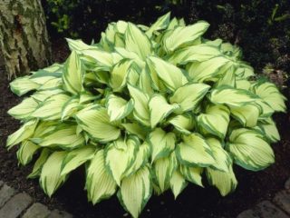 Hosta Fortune Albopicta: description, photos, reviews