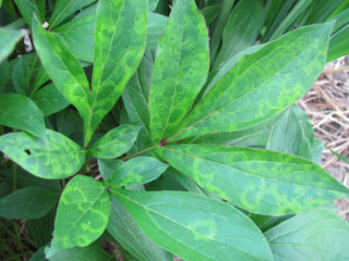 Postre Peony Laura: fotos y descripción, críticas.