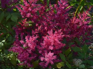 Astilbe América: descripción, foto.