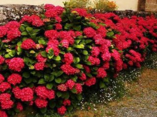 Hydrangea Royal Red: popis, výsadba a starostlivosť, reprodukcia