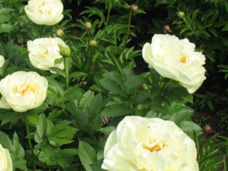 Peony Lemon Chiffon (Lemon Chiffon): photo and description, reviews