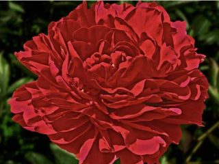 Peony Old Faithful: description and photo